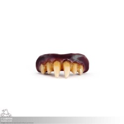 Nosferatu Vampire Teeth