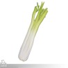 Celery - Coreless LARP Throwing Weapon