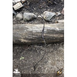 LARP Squire Bow - Black - Medium 46in